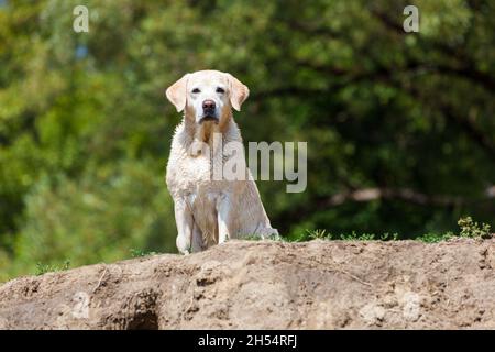 Wet labrador Retriever wartet auf dem hohen Ufer Stockfoto