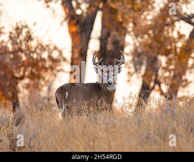 Reifes Hirschmännchen (Buck) steht vor Sonnenuntergang im Feld, Rocky Mountain Arsenal National Wildlife Refuge, Colorado, USA Stockfoto