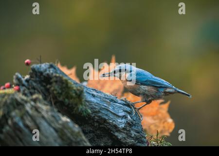 Ein singbird (der eurasische Nuthatch, sitta europaea), der sich von Samen ernährt und sich umschaut. Herbstfarben, einfacher unscharfer Hintergrund. Stockfoto