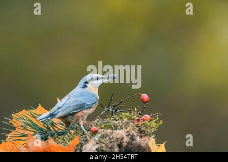 Ein singbird (der eurasische Nuthatch, sitta europaea), der sich von Samen ernährt und sich umschaut. Herbstfarben, einfacher unscharfer Hintergrund. Stockfoto