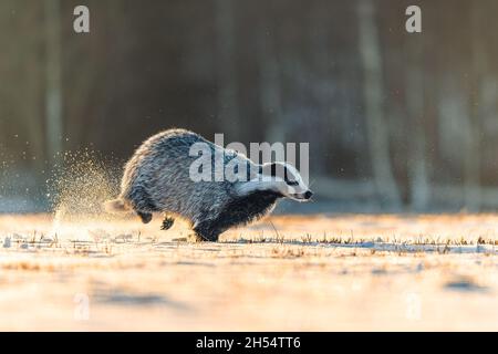 Schnell laufender Dachs im Schnee bei Sonnenaufgang. Staub hinter ihm, Wald im Hintergrund. Stockfoto