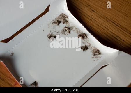 Indische Mehlmotten oder Mehlmotten in einer klebrigen Falle von einem Falter. Schädlingsbekämpfung bei Lebensmittelknappheit. Eingefangene Lebensmittelmotten. Stockfoto