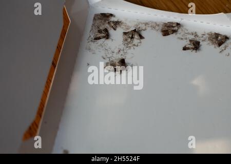 Indische Mehlmotten oder Mehlmotten in einer klebrigen Falle von einem Falter. Schädlingsbekämpfung bei Lebensmittelknappheit. Eingefangene Lebensmittelmotten. Stockfoto