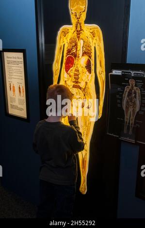 St. Paul, Minnesota. Wissenschaftsmuseum von Minnesota. Der siebenjährige Junge inspiziert echte menschliche Körperscheiben, die in Plastik konserviert werden. Stockfoto