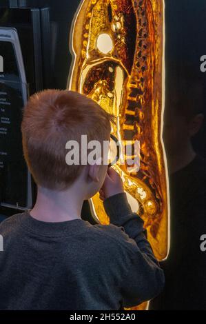 St. Paul, Minnesota. Wissenschaftsmuseum von Minnesota. Der siebenjährige Junge inspiziert echte menschliche Körperscheiben, die in Plastik konserviert werden. Stockfoto