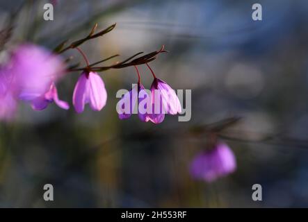 Zarte hängende Blüten der australischen Black Eyed Susan, Tetratheca shiressii, Familie Elaeocarpaceae, die in der Sydney Heide wächst. Stockfoto