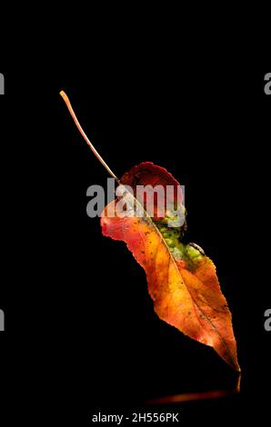 Bunte Herbstblätter, die verdreht, gekaut, vergilbt und gebogen sind. Fotografiert auf schwarzem Hintergrund Stockfoto