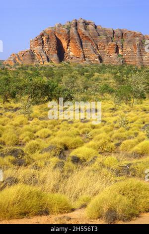 Spinifex und spektakuläre Felsformationen im Purnululu (Bungle bungles) National Park, Region Kimberley, Westaustralien. Stockfoto