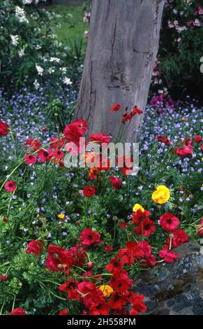 RANUNCULUS UND FORGET-ME-NOTS WACHSEN IM GARTENBETT UM DIE BASIS EINES BAUMES. AUSTRALIEN. Stockfoto
