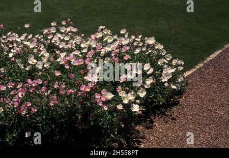 OENOTHERA SPECIOSA WÄCHST ENTLANG EINES SCHOTTERWEGES. BEKANNT ALS NACHTKERZE, ROSA DAMEN UND AUFFÄLLIGE NACHTKERZE. Stockfoto