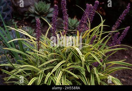 AMETHYST, LILY TUFE ODER AFFENGRAS (LIRIOPE MUSCARI) 'VARIEGATA' IST EINE KLUMPENBILDENDE IMMERGRÜNE PFLANZE. Stockfoto