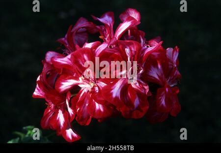 PELARGONIUM 'HARLEQUIN MAHOGANY' EIN BÜSCHEL LEBENDIGER ROTER BLÜTEN MIT WEIßEN STREIFEN AUF EINEM SCHWARZEN HINTERGRUND. Stockfoto