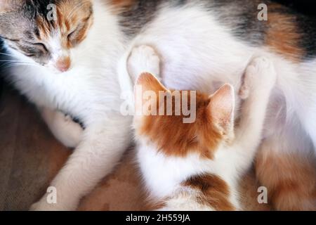 Mutterkatze stillt das kleine niedliche Kätzchen. Stockfoto