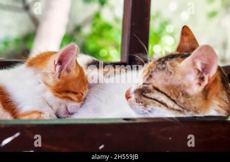 Mutterkatze stillt das kleine niedliche Kätzchen. Stockfoto