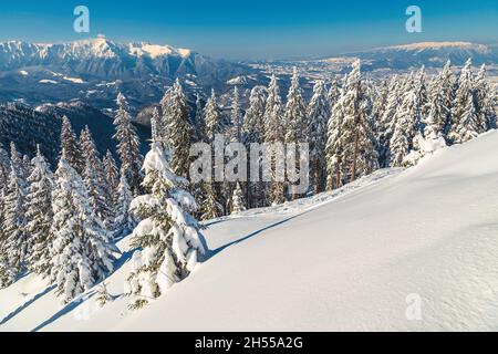 Stunnng Winterlandschaft mit schneebedeckten Pinien und Wald auf den Berghängen. Blick auf die Berge Bucegi und Piatra Craiului von Poiana Brasov Stockfoto