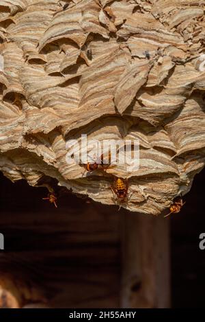 Europäische Hornets (Vespa crabro) Arbeiter auf der Oberfläche ihres Nestes, im Gartenschuppen. Horizontale Schichten von farbigen Fasern aus verschiedenen Quellen UK Stockfoto