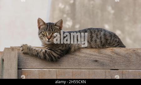 Tabby Katze auf einem Zaun in der Altstadt von Dubrovnik (Dalmatien, Kroatien) Stockfoto
