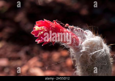 Sydney Australien, Nahaufnahme der roten Blume des Touch-Kaktus in einem Wüstengarten Stockfoto