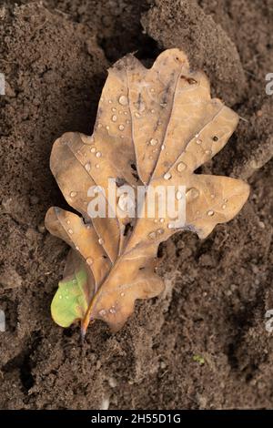 Englische Eiche (Quercus robur). Deciduos. Oktober, ein Herbst, saisonaler Blattfall, Unterseite, Falscher Weg nach oben, Auf dem Boden. Stockfoto