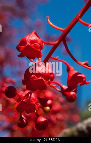 Sydney Australien, Nahaufnahme der leuchtend roten glockenförmigen Blüten des einheimischen Brachychiton acerifolius oder Illawarra Flammenbaums vor blauem Himmel Stockfoto