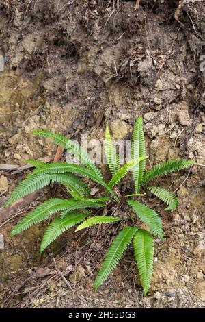 Ein harter Farn, Hirschfarn, Struthiopteris spicant, Blechnum spicant, Pflanze auf dem Boden im Wald, Polypodiales Stockfoto