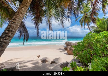 Palmen im tropischen Strand Stockfoto