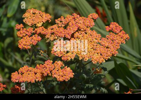 Achillea millefolium 'Lachsschonheit' (Lachsschönheit) wird im Dalemain Mansion & Historic Gardens, Lake District National Park, Cumbria, Großbritannien, angebaut. Stockfoto