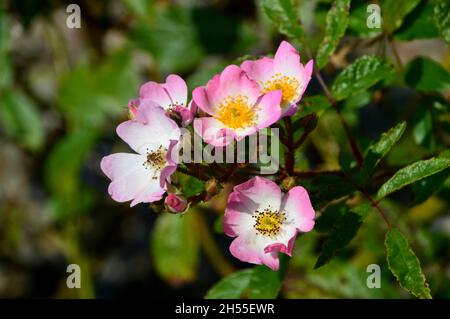 Rosa/Weiß/Gelb Gerangel Kletterrose „Ballerina“, gewachsen im Dalemain Mansion & Historic Gardens, Lake District National Park, Cumbria, Großbritannien. Stockfoto