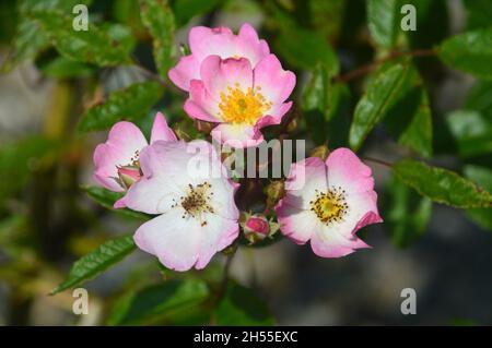 Rosa/Weiß/Gelb Gerangel Kletterrose „Ballerina“, gewachsen im Dalemain Mansion & Historic Gardens, Lake District National Park, Cumbria, Großbritannien. Stockfoto