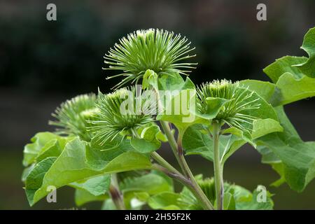 Sydney Australien, stachelige Knospen einer arctium lappa oder einer Klettenpflanze Stockfoto