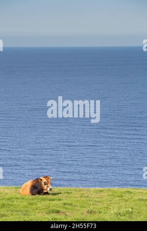 Ein Stier von bos taurus, der auf einer grünen Wiese am Meer liegt. Vertikale Fotografie mit viel Weltraumkopie. Vertikale Fotografie für Mobiltelefone. Stockfoto