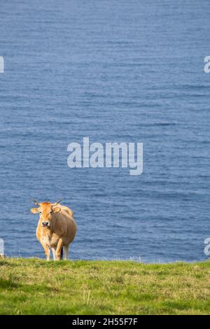 Eine isolierte Kuh auf einer grünen Wiese. Im Hintergrund sieht man das Meer. Viel Kopierraum. Vertikales Bild. Selektiver Punktfokus. Stockfoto