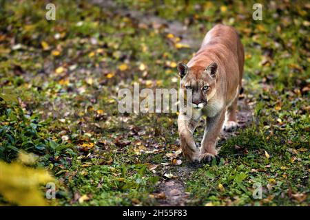 Portrait des schönen Puma im Herbstwald. American Cougar - Berglöwe, auffällige Pose, Szene im Wald. Wildlife America. Stockfoto