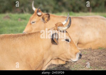 Zwei Kühe liegen auf dem Gras. Blick in entgegengesetzte Richtungen. Nahaufnahme. Selektiver Fokus auf die erste Kuh. bos taurus Stockfoto