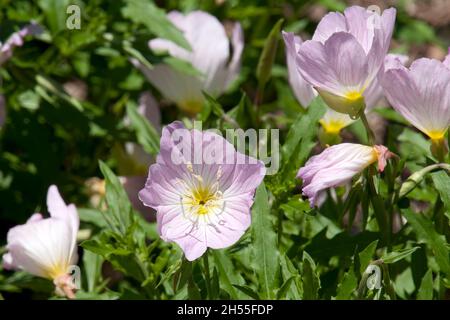 Sydney Australien, rosa Blüten einer oenothera speciosa oder Nachtkerzenpflanze in der Sonne Stockfoto