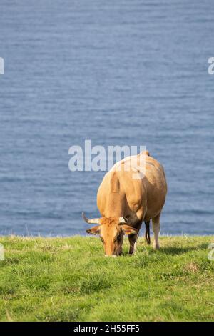 Eine isolierte Kuh, die auf einer grünen Wiese grast. Im Hintergrund ist das Meer zu sehen. Kopierraum. Vertikales Bild. Frisches Gras. Selektiver Spotfokus. Stockfoto