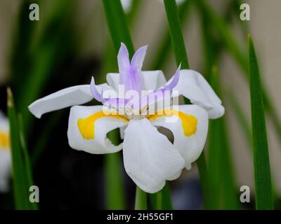 Große Wilde Iris Stockfoto