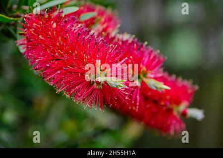 Flaschenbürste In Voller Blüte Stockfoto