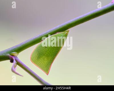 Der Grüne Planthopper Bleibt Hängen Stockfoto