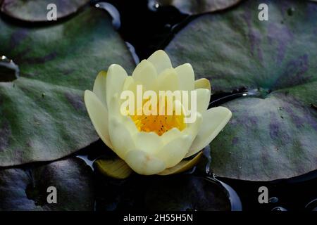 Seerose Stockfoto