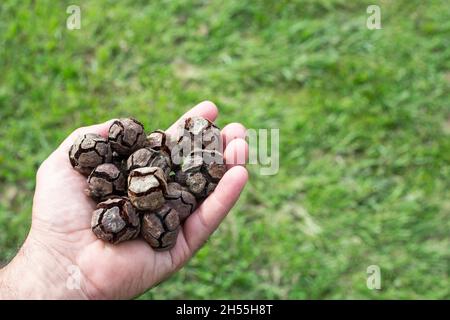 Die Hand einer Person voller Zypressenzapfen. Horizontales Bild. Cupressus sempervirens. Cupressaceae. Pinopsida. Fülle. Kopierraum. Stockfoto