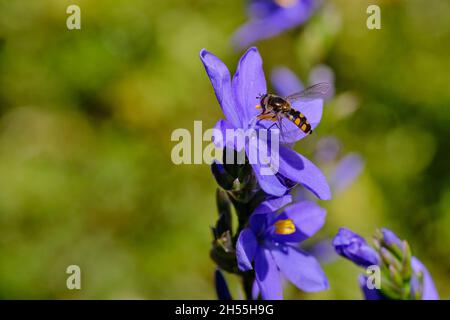 Schwebeflug auf Einer Morgenflagge Stockfoto