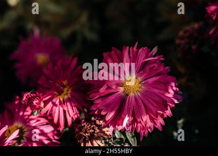 Lila magentafarbene Asterblüten Blütenblätter mit Tau-Tropfen aus der Nähe im Herbstgarten, Herbstblumen im Oktober blühen im Garten Stockfoto