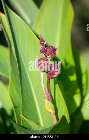 Eine Canna Indica-Frucht, Pflanze der Familie der Cannaceae, stammt aus Mittel- und Südamerika, Areal, Rio de Janeiro, Brasilien Stockfoto