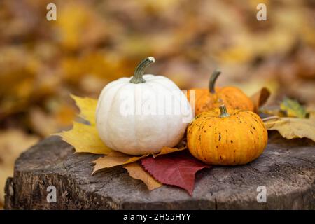 Kleine Kürbisse auf einem Stumpf im Herbstwald. Stockfoto