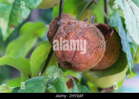 Fauler Apfel hängt an einem Baum. apfel von Schorf Sporen betroffen. Pilzkrankheiten von Obstbäumen im Garten. Schorf beeinflusst die Blätter und Früchte von Stockfoto