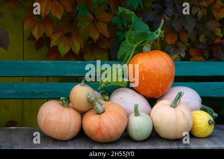 Reife Kürbisse werden für Halloween gesammelt. Ernte Kürbisse in verschiedenen Größen und Farben auf einer Bank im Garten. Stockfoto