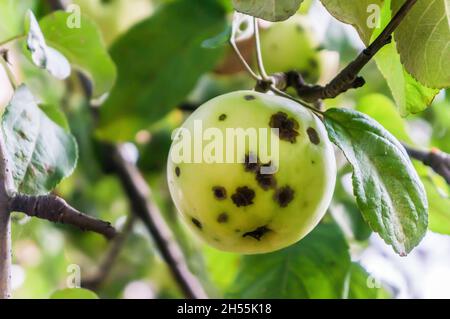 apple ist von Schorf-Sporen betroffen. Pilzkrankheiten von Obstbäumen im Garten. Schorf wirkt sich auf Obstbäume, Blätter und Früchte aus Stockfoto