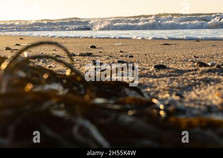 Algen am Strand auf der Nordseeinsel Sylt Stockfoto