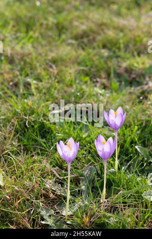 Ein drei Krokus nudiflorus blüht auf dem Feld. Vertikales Bild. Kopiere den Platz oben. Stockfoto